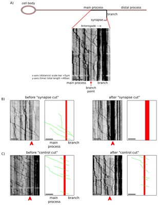 Preview for Extended Figure1 Kymographs of pre-SV transport .jpg