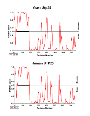 Preview for Extended figure 1-N-term IDR of Utp25.png