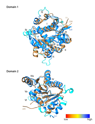 Preview for Extended figure 2-Structural Alignment with pLDDT.png